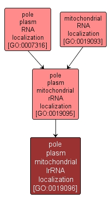 GO:0019096 - pole plasm mitochondrial lrRNA localization (interactive image map)