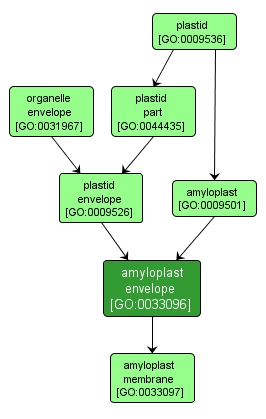 GO:0033096 - amyloplast envelope (interactive image map)