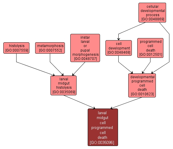 GO:0035096 - larval midgut cell programmed cell death (interactive image map)