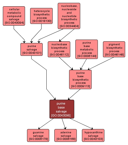 GO:0043096 - purine base salvage (interactive image map)