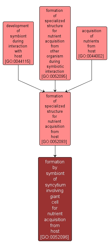 GO:0052096 - formation by symbiont of syncytium involving giant cell for nutrient acquisition from host (interactive image map)