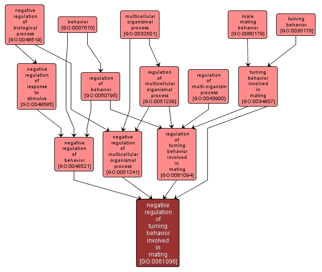 GO:0061096 - negative regulation of turning behavior involved in mating (interactive image map)