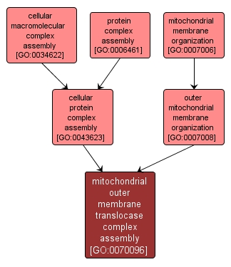 GO:0070096 - mitochondrial outer membrane translocase complex assembly (interactive image map)