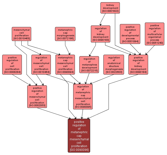 GO:0090096 - positive regulation of metanephric cap mesenchymal cell proliferation (interactive image map)