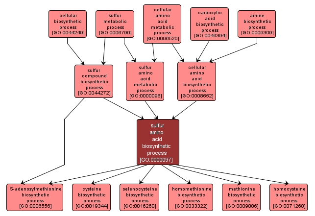 GO:0000097 - sulfur amino acid biosynthetic process (interactive image map)