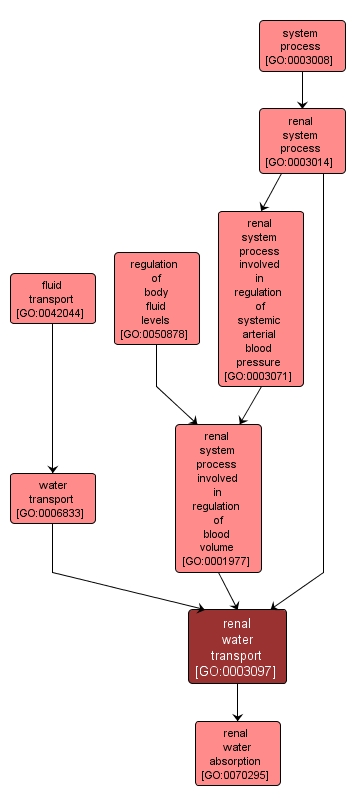 GO:0003097 - renal water transport (interactive image map)