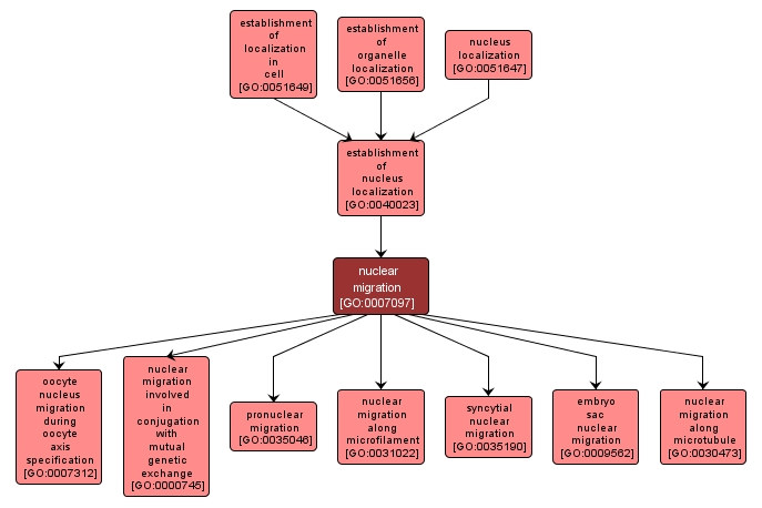 GO:0007097 - nuclear migration (interactive image map)