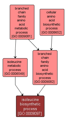 GO:0009097 - isoleucine biosynthetic process (interactive image map)