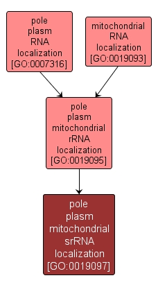 GO:0019097 - pole plasm mitochondrial srRNA localization (interactive image map)