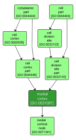 GO:0031097 - medial cortex (interactive image map)