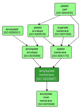 GO:0033097 - amyloplast membrane (interactive image map)