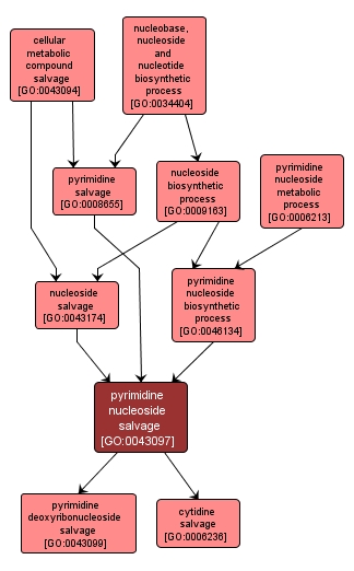 GO:0043097 - pyrimidine nucleoside salvage (interactive image map)