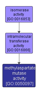 GO:0050097 - methylaspartate mutase activity (interactive image map)