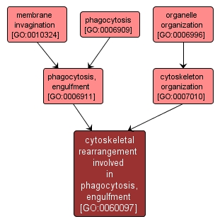 GO:0060097 - cytoskeletal rearrangement involved in phagocytosis, engulfment (interactive image map)