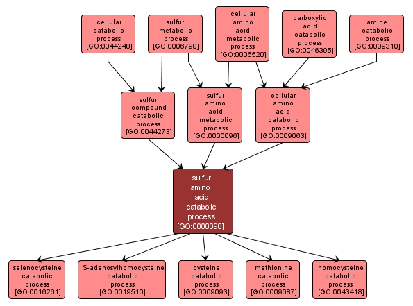 GO:0000098 - sulfur amino acid catabolic process (interactive image map)