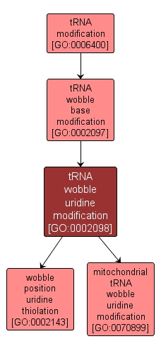 GO:0002098 - tRNA wobble uridine modification (interactive image map)
