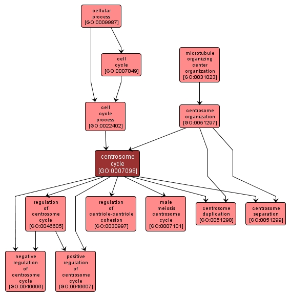 GO:0007098 - centrosome cycle (interactive image map)