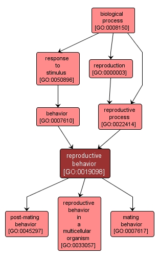 GO:0019098 - reproductive behavior (interactive image map)