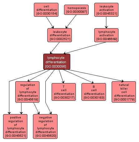 GO:0030098 - lymphocyte differentiation (interactive image map)