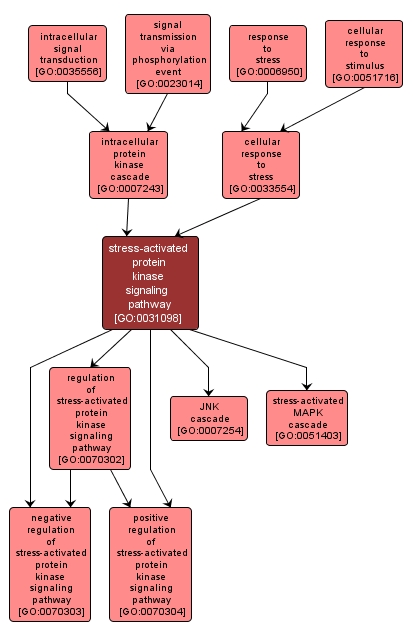 GO:0031098 - stress-activated protein kinase signaling pathway (interactive image map)