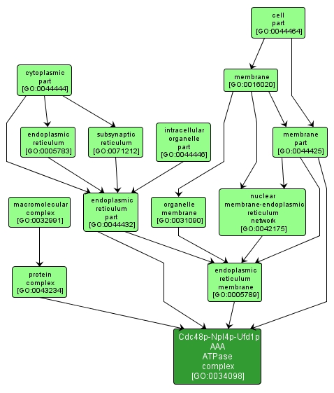 GO:0034098 - Cdc48p-Npl4p-Ufd1p AAA ATPase complex (interactive image map)