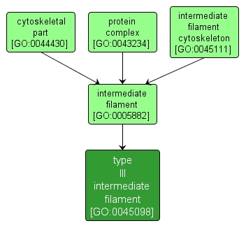 GO:0045098 - type III intermediate filament (interactive image map)