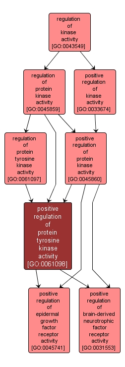 GO:0061098 - positive regulation of protein tyrosine kinase activity (interactive image map)