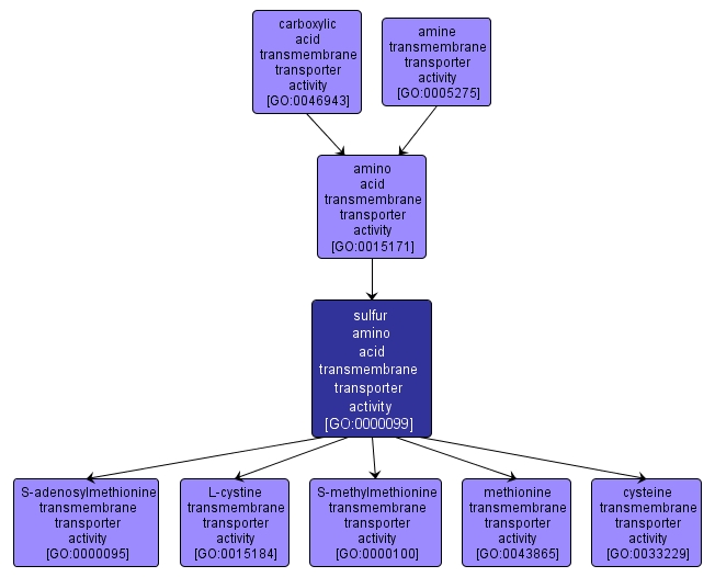 GO:0000099 - sulfur amino acid transmembrane transporter activity (interactive image map)