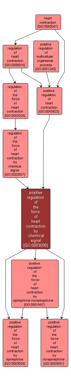 GO:0003099 - positive regulation of the force of heart contraction by chemical signal (interactive image map)