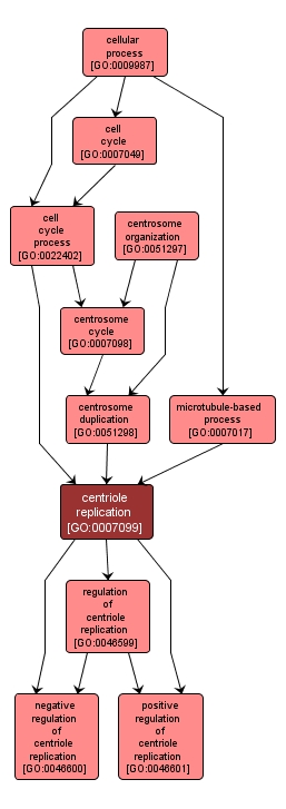 GO:0007099 - centriole replication (interactive image map)