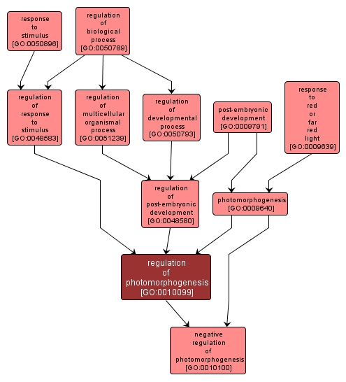 GO:0010099 - regulation of photomorphogenesis (interactive image map)