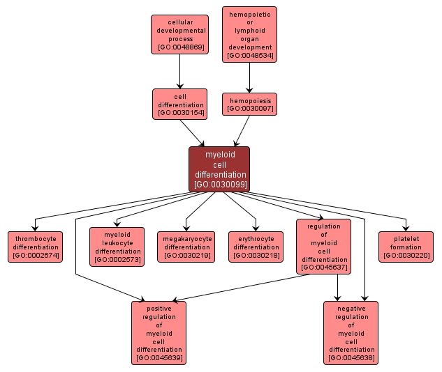 GO:0030099 - myeloid cell differentiation (interactive image map)