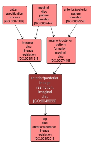 GO:0048099 - anterior/posterior lineage restriction, imaginal disc (interactive image map)