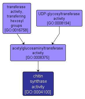 GO:0004100 - chitin synthase activity (interactive image map)