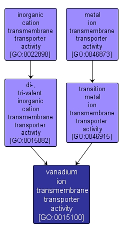 GO:0015100 - vanadium ion transmembrane transporter activity (interactive image map)