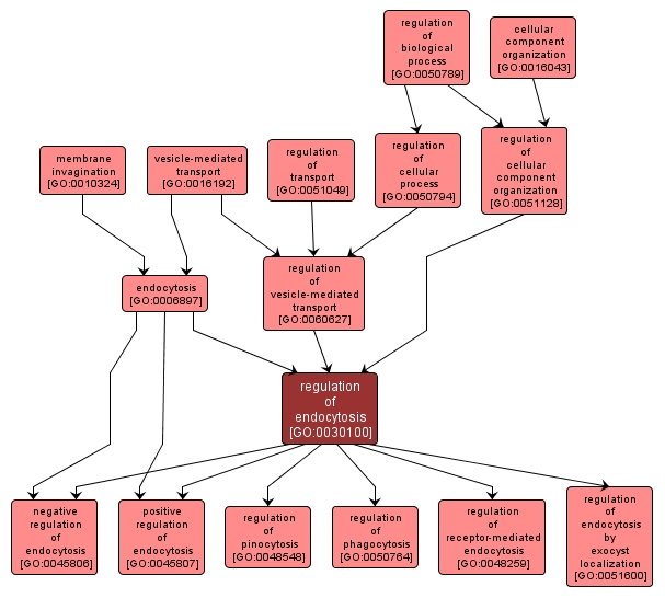 GO:0030100 - regulation of endocytosis (interactive image map)