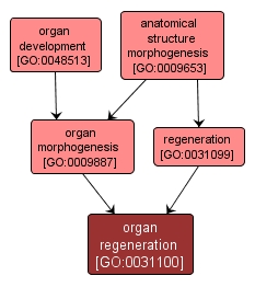 GO:0031100 - organ regeneration (interactive image map)
