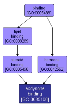 GO:0035100 - ecdysone binding (interactive image map)