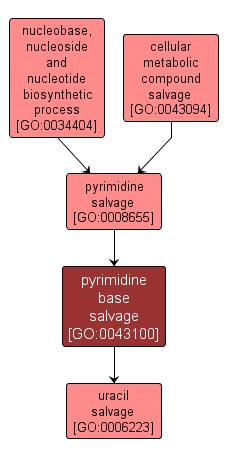 GO:0043100 - pyrimidine base salvage (interactive image map)
