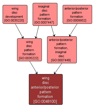 GO:0048100 - wing disc anterior/posterior pattern formation (interactive image map)