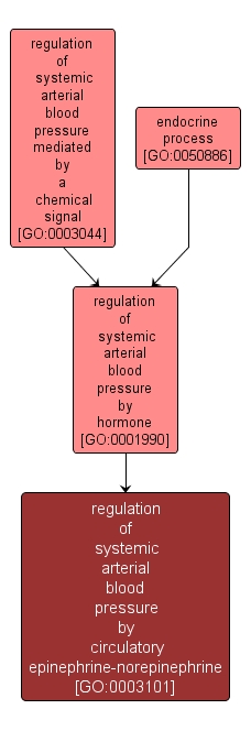 GO:0003101 - regulation of systemic arterial blood pressure by circulatory epinephrine-norepinephrine (interactive image map)