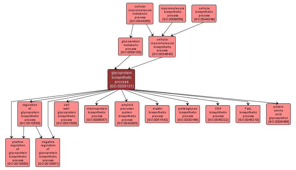 GO:0009101 - glycoprotein biosynthetic process (interactive image map)