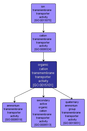 GO:0015101 - organic cation transmembrane transporter activity (interactive image map)