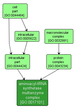 GO:0017101 - aminoacyl-tRNA synthetase multienzyme complex (interactive image map)