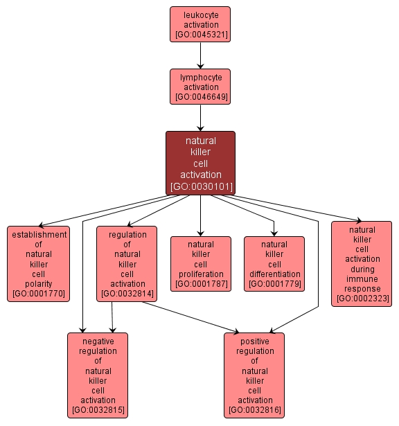 GO:0030101 - natural killer cell activation (interactive image map)