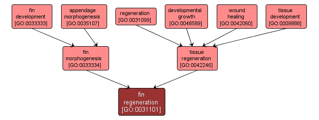 GO:0031101 - fin regeneration (interactive image map)