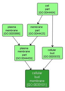 GO:0033101 - cellular bud membrane (interactive image map)