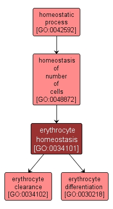 GO:0034101 - erythrocyte homeostasis (interactive image map)