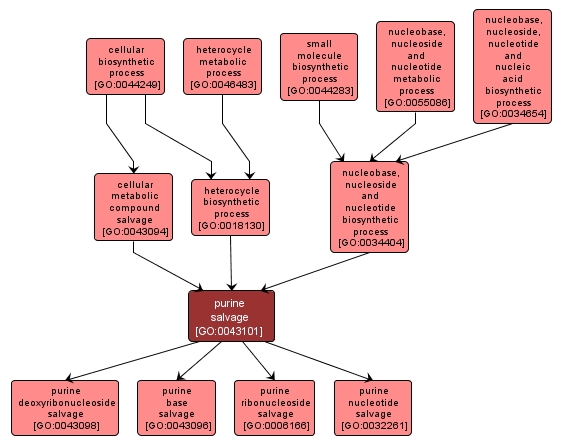 GO:0043101 - purine salvage (interactive image map)