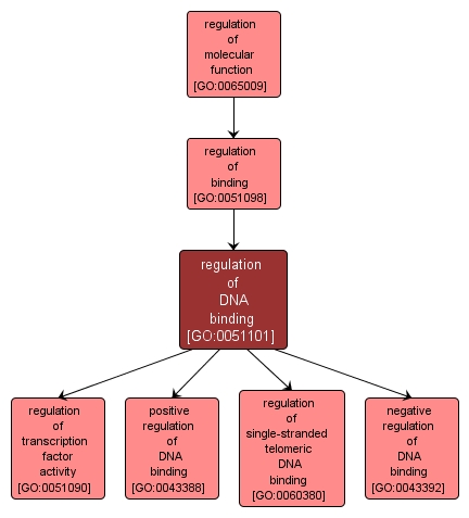 GO:0051101 - regulation of DNA binding (interactive image map)